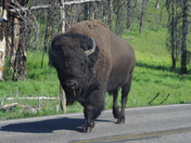 Yellowstone national park