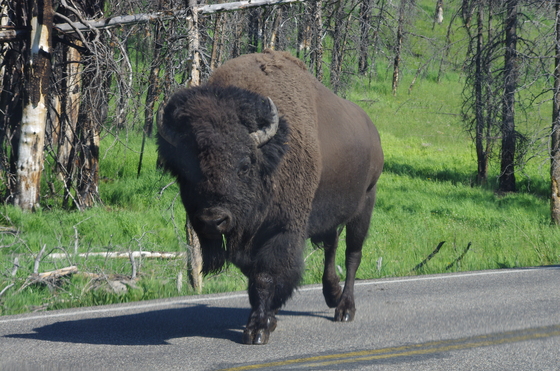 Yellowstone national park