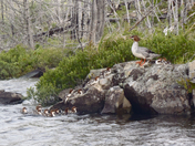 Superior National Forest (Boundary Waters Canoe Area Wilderness)
