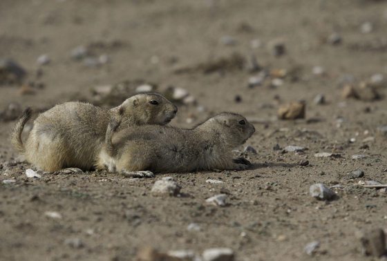 Wichita Mountains Wildlife Refuge