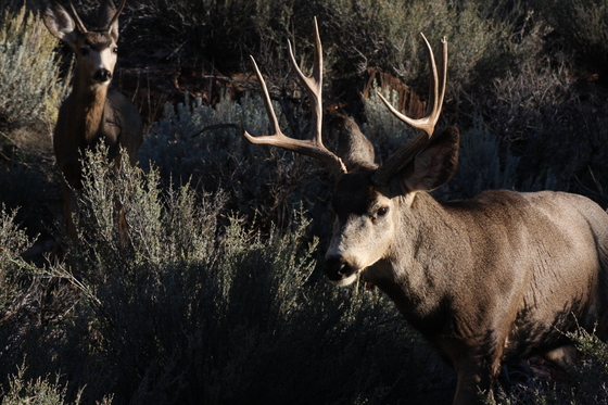 Zion National Park