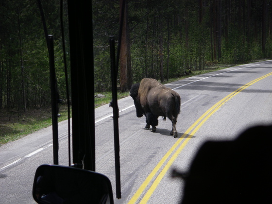 Yellowstone National Park