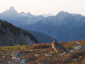 Mount Baker Wilderness