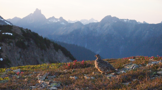 Mount Baker Wilderness