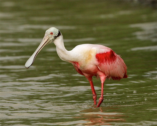 Laguna Atascosa National Wildlife Refuge