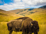 National Bison Range Wildlife Refuge