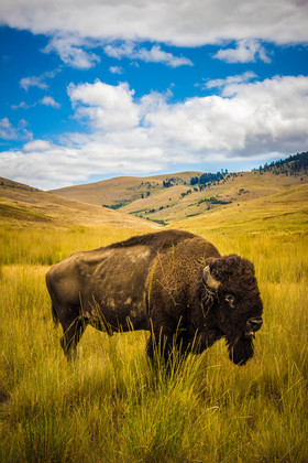 National Bison Range Wildlife Refuge