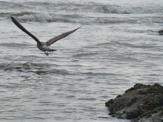 Olympic National Park