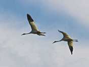 Necedah National Wildlife Refuge  