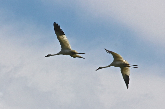 Necedah National Wildlife Refuge  