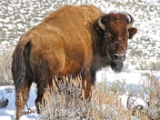 Yellowstone  national Park