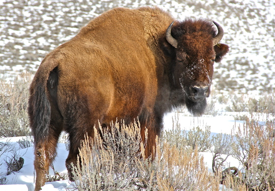 Yellowstone  national Park