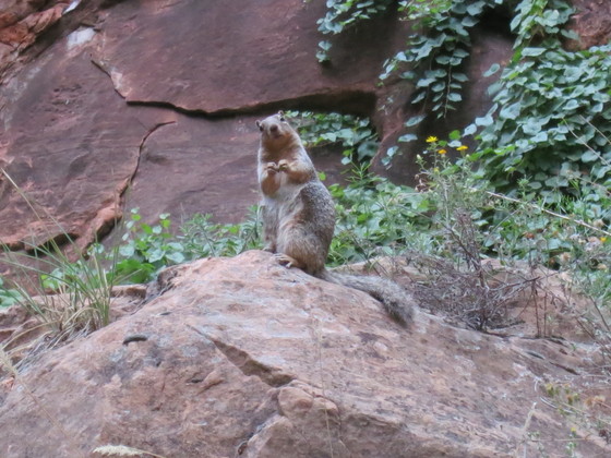 Zion
