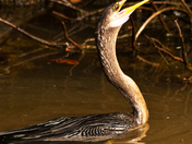 Ding Darling National Wildlife Refuge