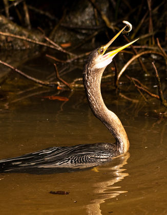 Ding Darling National Wildlife Refuge