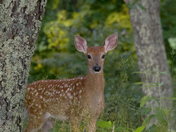 Shenandoah National Park