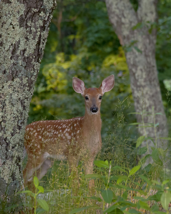 Shenandoah National Park