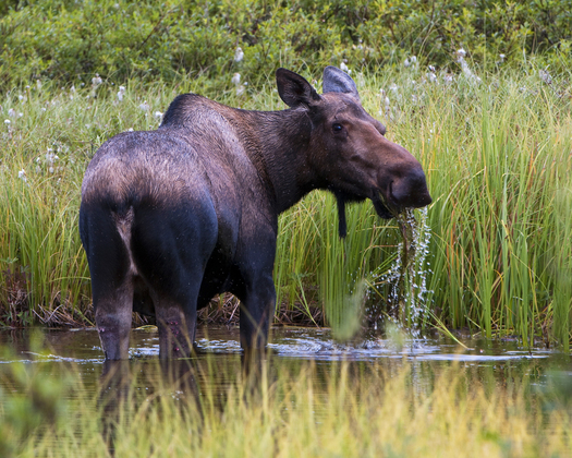 Denali National Park Alaska
