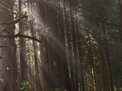 Redwood National Forest