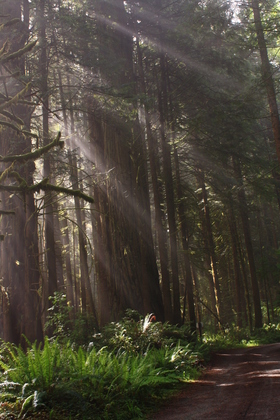 Redwood National Forest