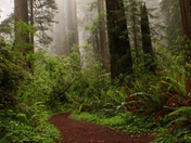 Redwood National Forest