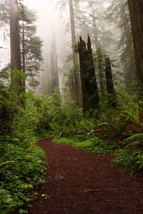 Redwood National Forest