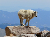 Arapaho-Roosevelt National Forest, Mt. Evans Recreation Area