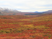 Denali National Park