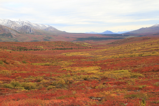 Denali National Park