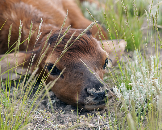 Yellowstone National Park