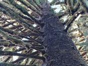 Olympic National Park