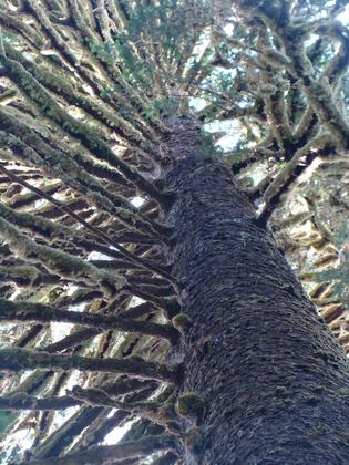 Olympic National Park