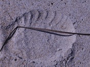 Parker River National Wildlife Refuge