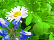 Paradise - Mount Rainer Natl Park 