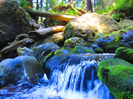 Hoh Rainforest - Olympic National Park