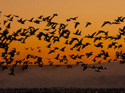 Bosque del Apache NWR