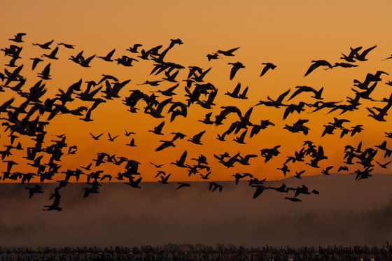 Bosque del Apache NWR