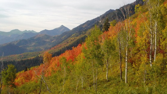 Uinta-Wasatch-Cache National Forest