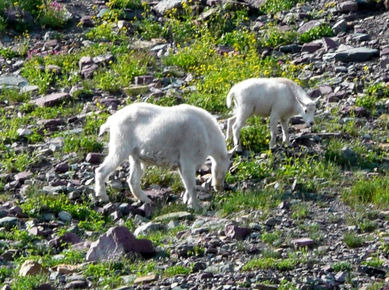 Glacier National Park