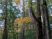 Mammoth Cave National Park