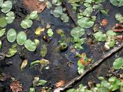 Mammoth Cave National Park