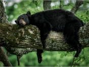 Great Smoky Mountains National Park