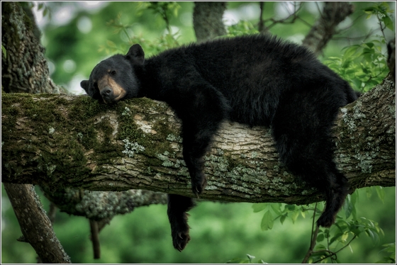 Great Smoky Mountains National Park