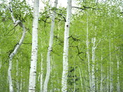 Uinta-Wasatch-Cache National Forest