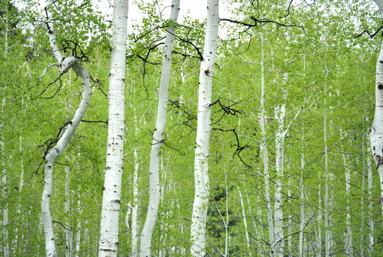 Uinta-Wasatch-Cache National Forest
