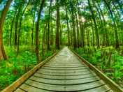 Congaree National Park