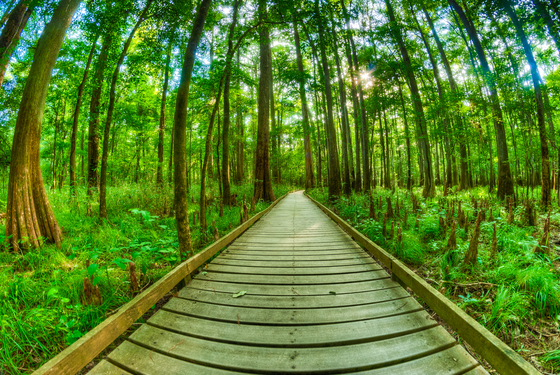 Congaree National Park