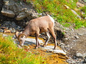 Glacier National Park / Highline Trail