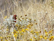 Willow Beach/ Lake Mead National recreation Area