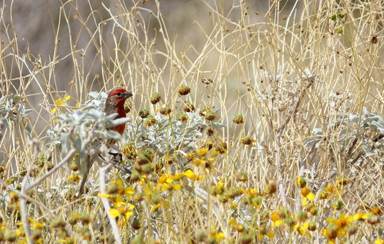 Willow Beach/ Lake Mead National recreation Area